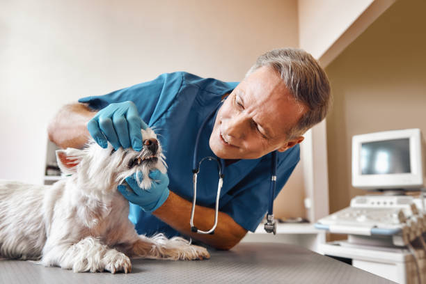 Best Walk-In Emergency Dental Services in Lower Grand Lagoon, FL